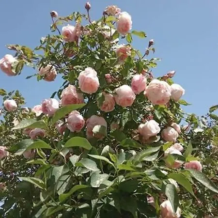 Σπίτι διακοπών Tre Fiori Μακριώτικα